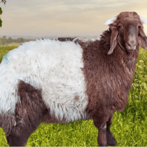 ذبيحة نعيمي بلدي فاخر