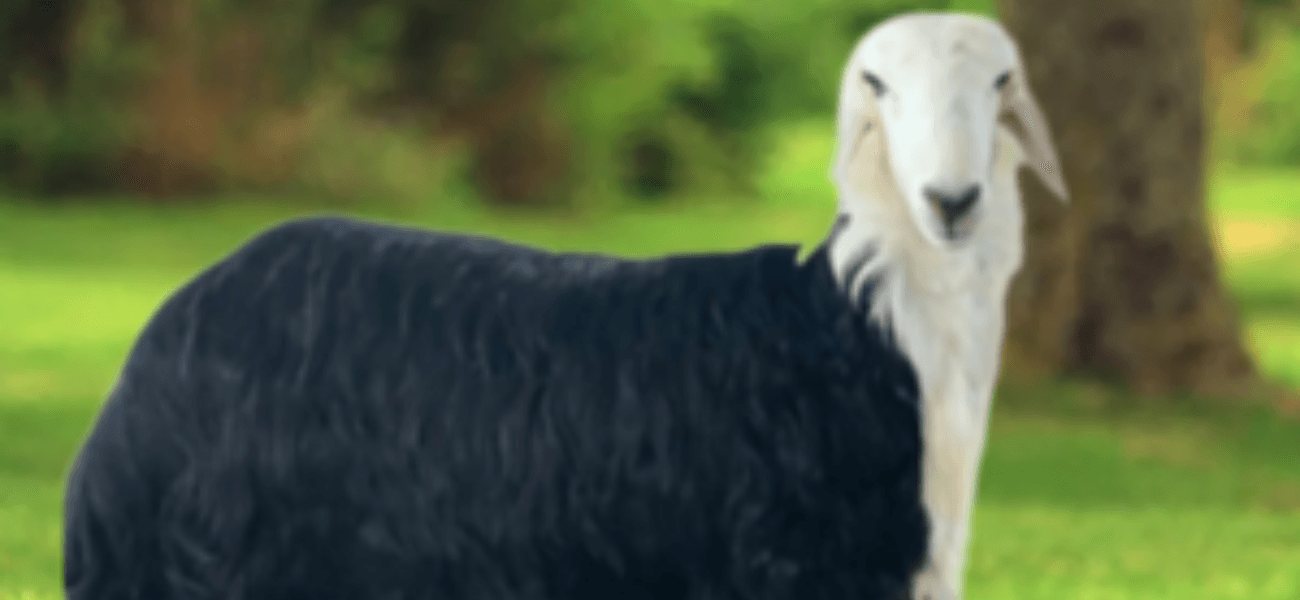 You are currently viewing خروف نجدي بلدي – ذبيحة فاخرة بالرياض