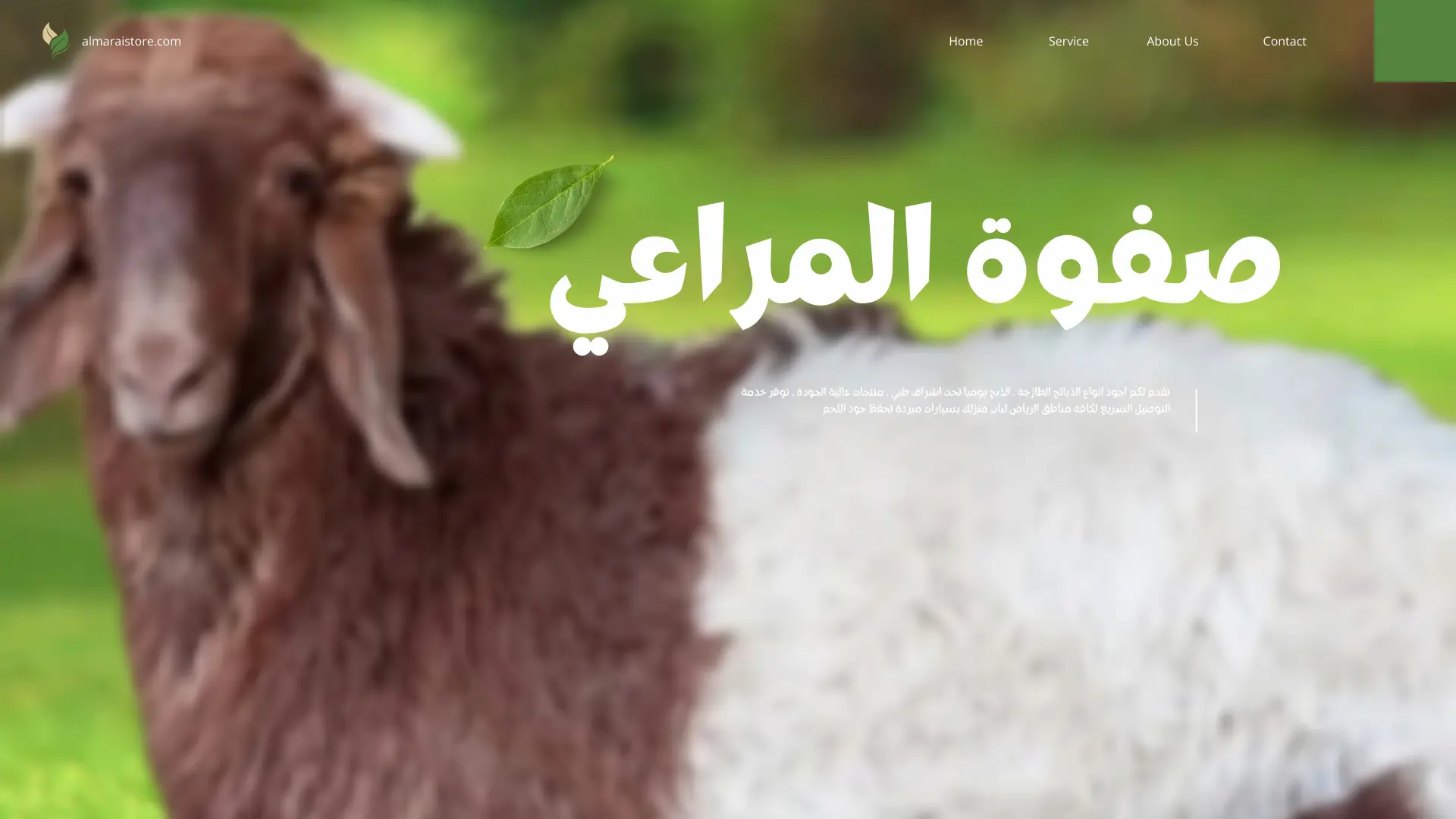أفضل أنواع الغنم النعيمي 1447هـ / 2026م