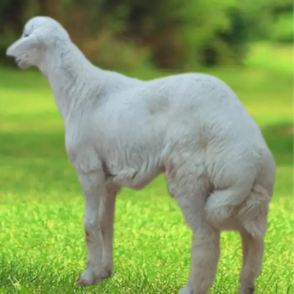 You are currently viewing دليل طلب حري بلدي فاخر شمال الرياض – الجودة والتوصيل من صفوة المراعي 1447هـ